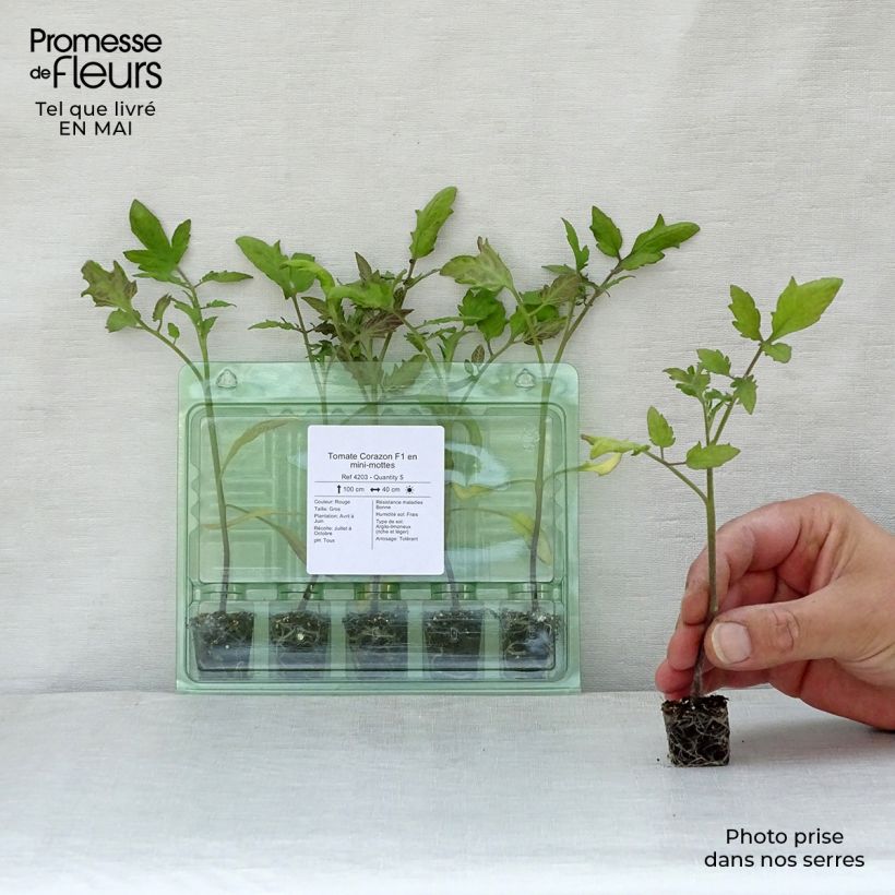 Tomate Corazon F1 minicepellón: Ø 1,5/2,5 cm Ejemplar entregado en la primavera