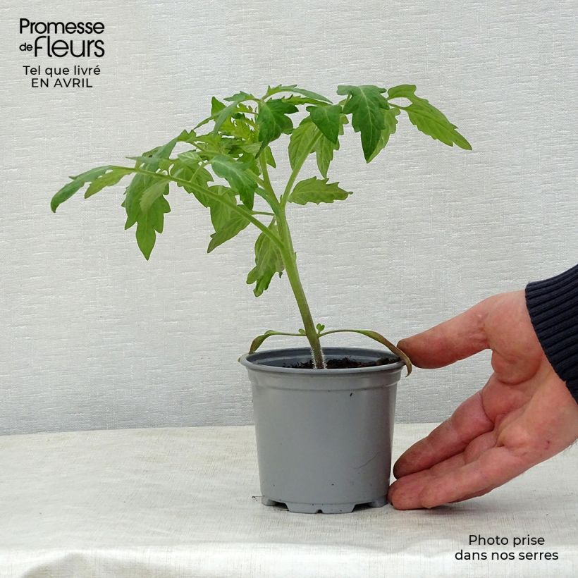 Tomate Corazon F1 Maceta de 8/9 cm Ejemplar entregado en la primavera