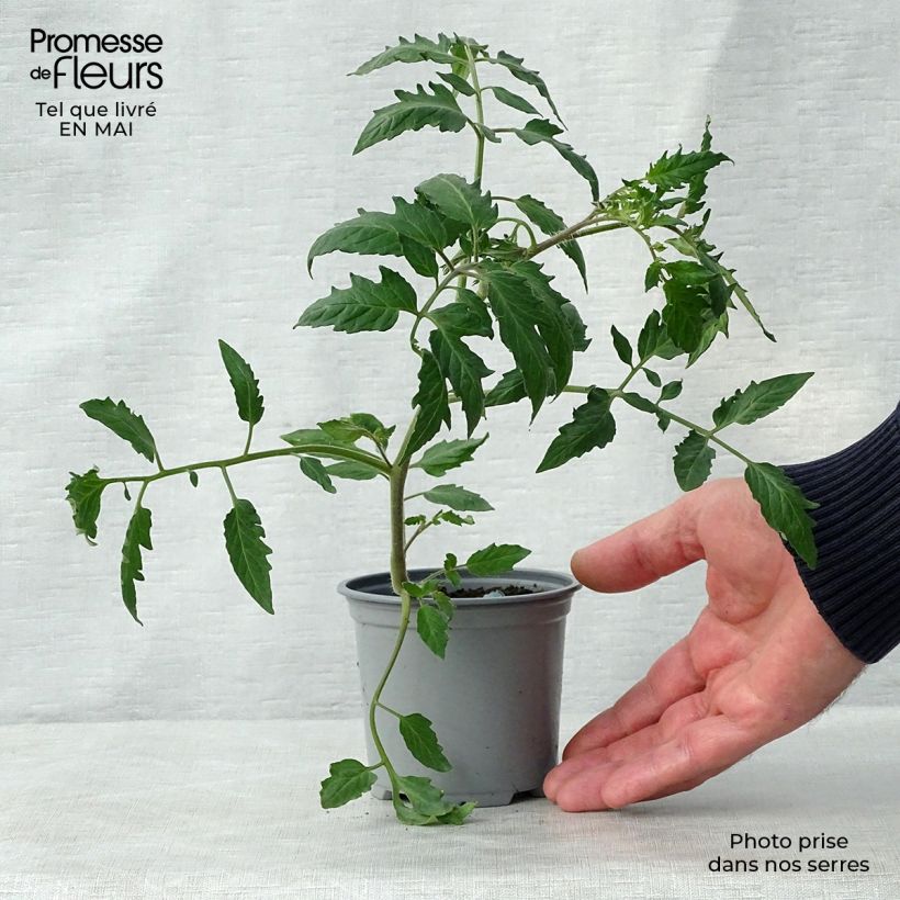 Tomate Cornabel F1 (Plantas de tomate injertadas) Maceta de 8/9 cm Ejemplar entregado en la primavera