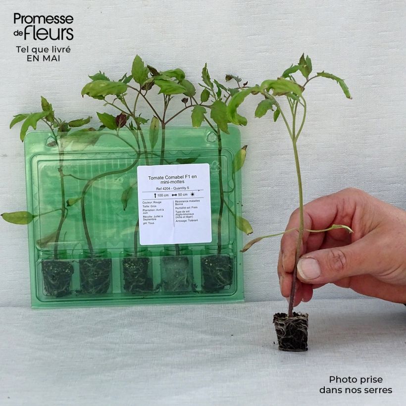 Tomate Cornabel F1 minicepellón: Ø 3/4 cm Ejemplar entregado en la primavera