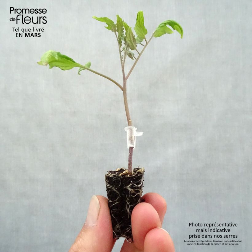 Tomate Cornabel F1 (Plantas de tomate injertadas) minicepellón: Ø 3/4 cm Ejemplar entregado en la primavera