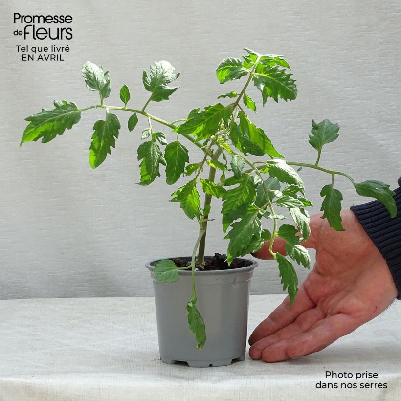 Tomate Cornabel F1 Maceta de 10 cm/11 cm Ejemplar entregado en la primavera