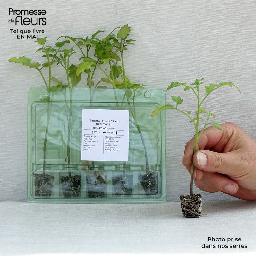 Tomate cherri Crokini F1 (plantas) minicepellón: Ø 3/4 cm Ejemplar entregado en la primavera
