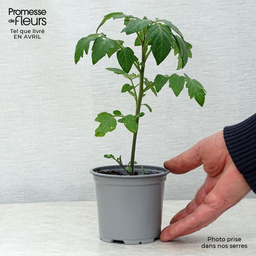 Tomate cherri Crokini F1 (plantas) Maceta de 10 cm/11 cm Ejemplar entregado en la primavera