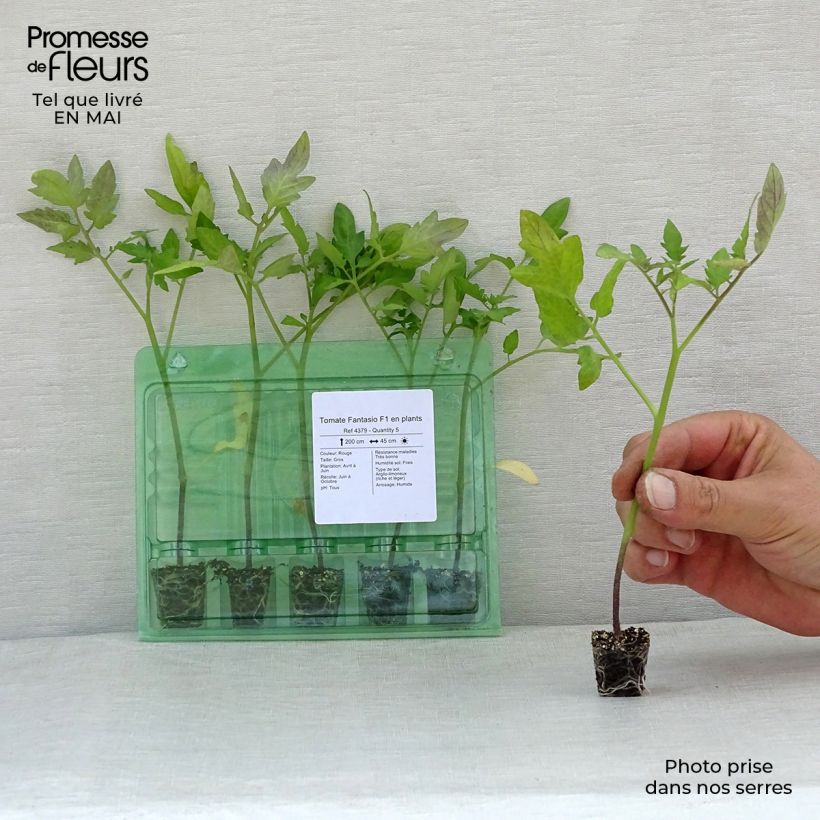 Tomate Fantasio F1 minicepellón: Ø 1,5/2,5 cm Ejemplar entregado en la primavera