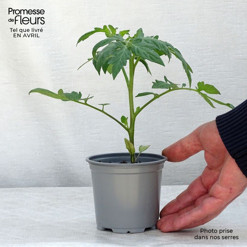 Tomate Fantasio F1 Maceta de 10 cm/11 cm Ejemplar entregado en la primavera