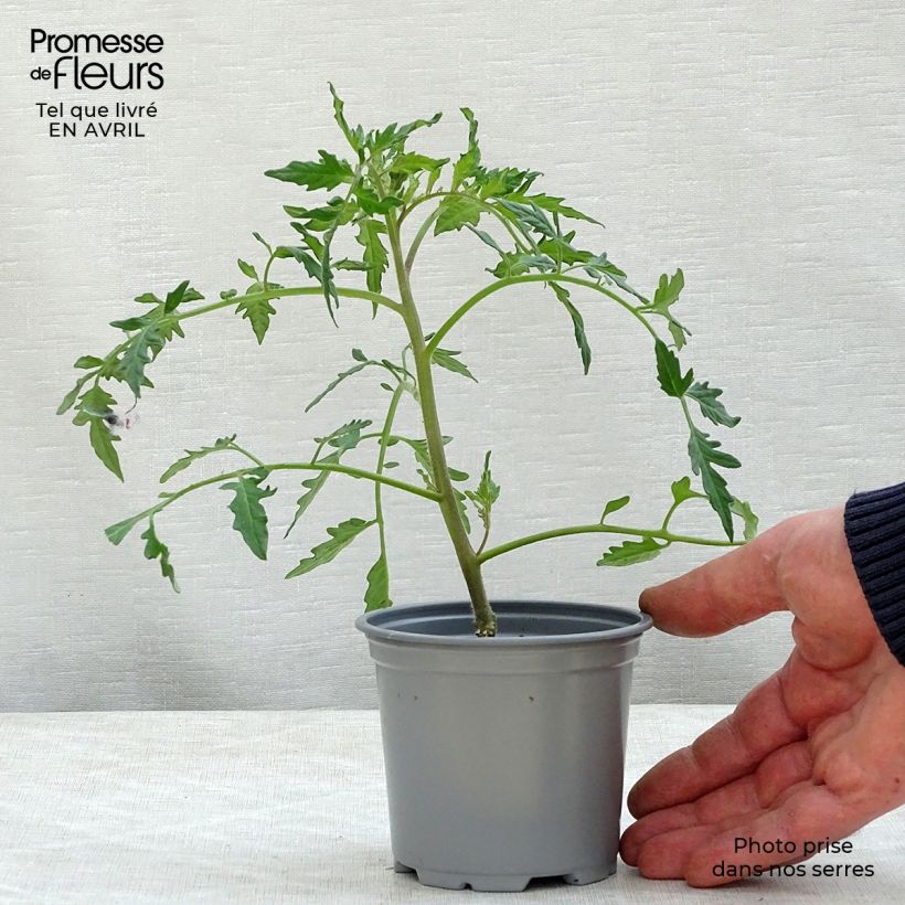Tomate Fleurette F1 (planta interjada) Maceta de 8/9 cm Ejemplar entregado en la primavera