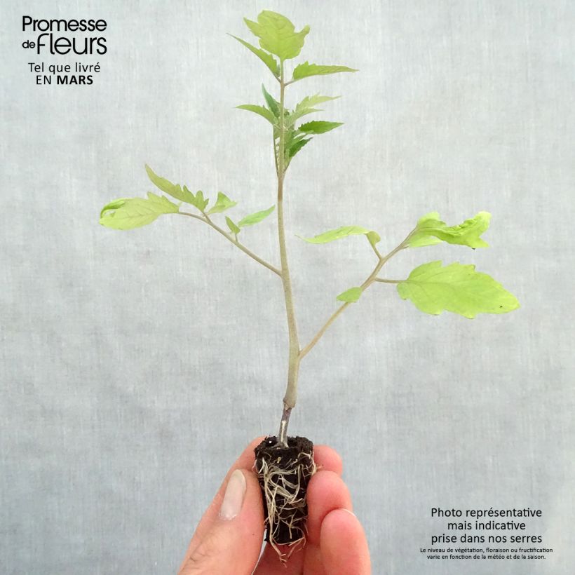 Tomate Fleurette F1 (planta interjada) minicepellón: Ø 1,5/2,5 cm Ejemplar entregado en la primavera