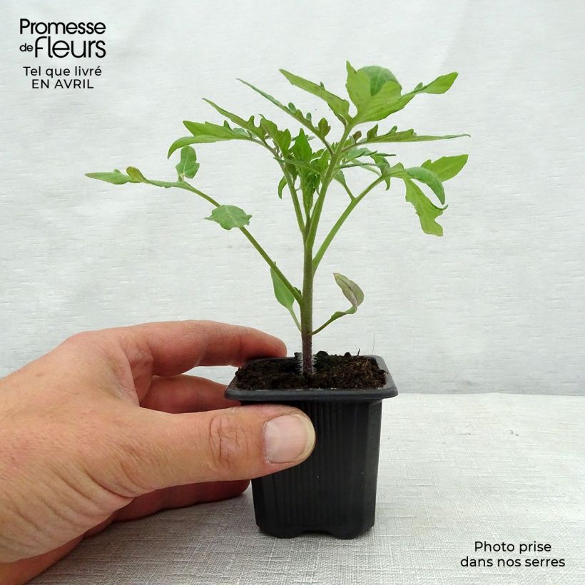 Tomate Fournaise Maceta de 7/8 cm Ejemplar entregado en la primavera