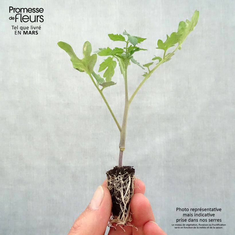 Tomate Fournaise minicepellón: Ø 3/4 cm Ejemplar entregado en la primavera