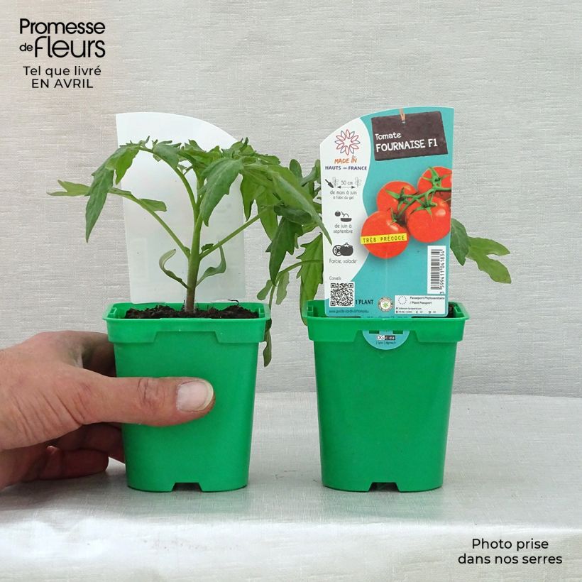 Tomate Fournaise Maceta de 10 cm/11 cm Ejemplar entregado en la primavera