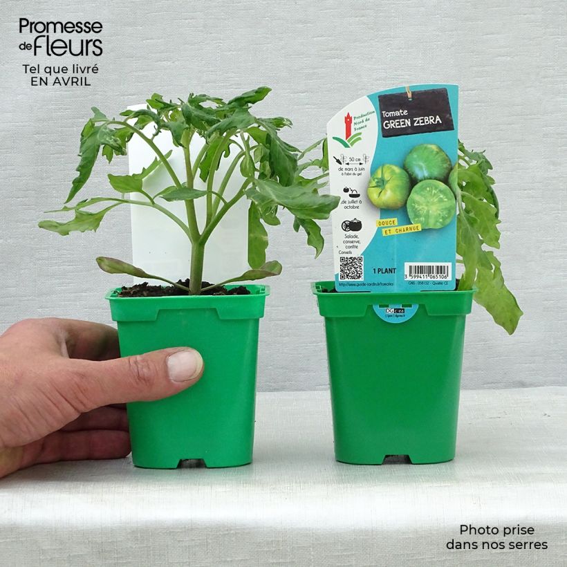 Tomate Green Zebra (planta) Maceta de 10 cm/11 cm Ejemplar entregado en la primavera