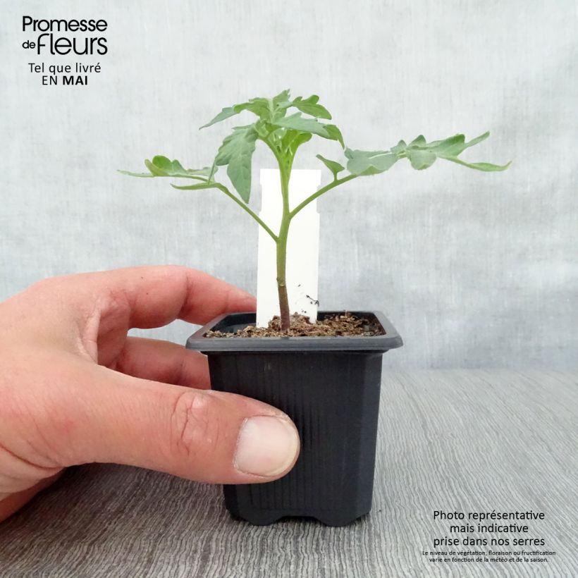 Tomate Lemon Boy F1 (planta) Maceta de 7/8 cm Ejemplar entregado en la primavera