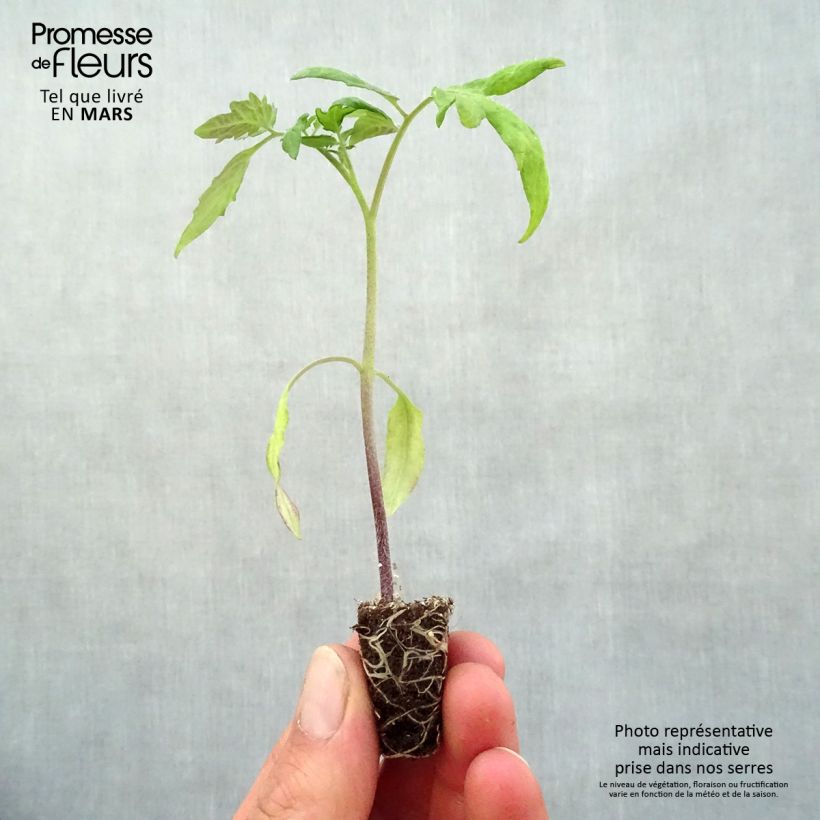 Tomate Lemon Boy F1 (planta) minicepellón: Ø 3/4 cm Ejemplar entregado en la primavera