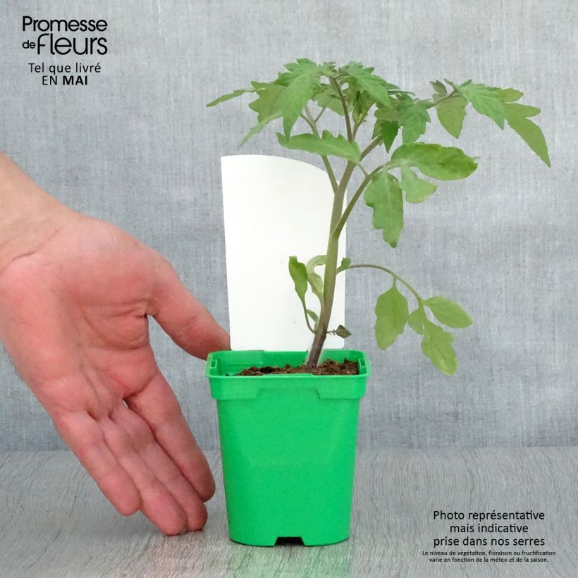 Tomate Lemon Boy F1 (planta) Maceta de 10 cm/11 cm Ejemplar entregado en la primavera