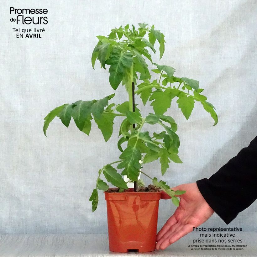 Tomate Maestria (planta interjada) Maceta 2L/3L Ejemplar entregado en la primavera
