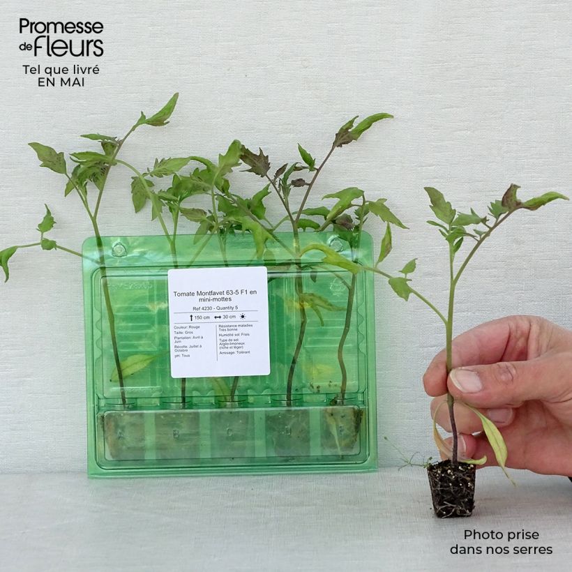 Tomate Montfavet 63-5 minicepellón: Ø 3/4 cm Ejemplar entregado en la primavera