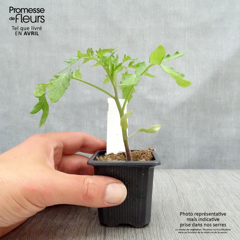 Tomate Montfavet 63-5 Maceta de 7/8 cm Ejemplar entregado en la primavera