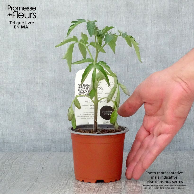 Tomate Noire de Crimée BIO (planta) Maceta de 10 cm/11 cm Ejemplar entregado en la primavera