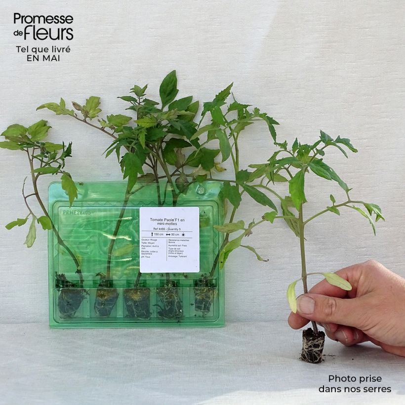 Tomate Paola F1 (planta) minicepellón: Ø 3/4 cm Ejemplar entregado en la primavera