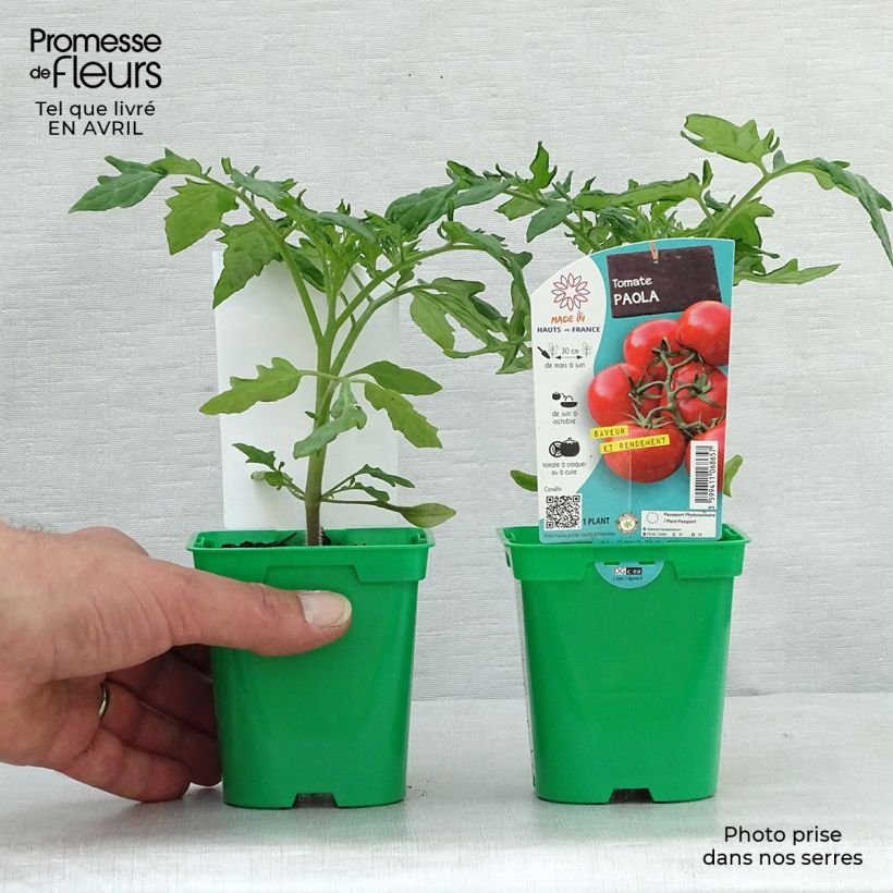 Tomate Paola F1 (planta) Maceta de 10 cm/11 cm Ejemplar entregado en la primavera
