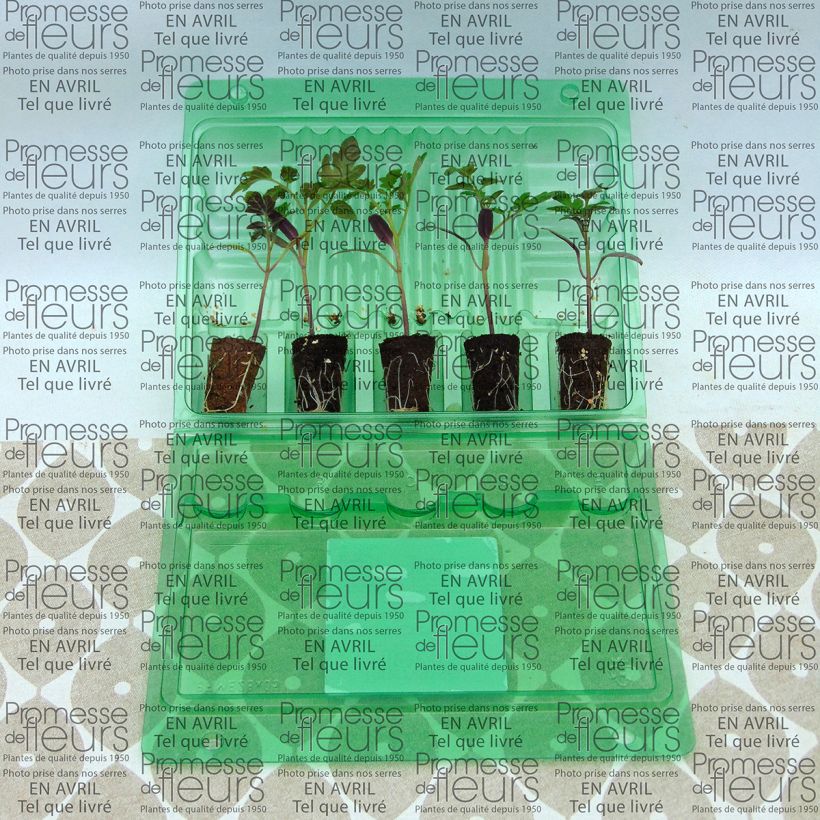 Ejemplo de ejemplar de Tomate cherri Pepe (planta) minicepellón: Ø 3/4 cm tal y como se entrega