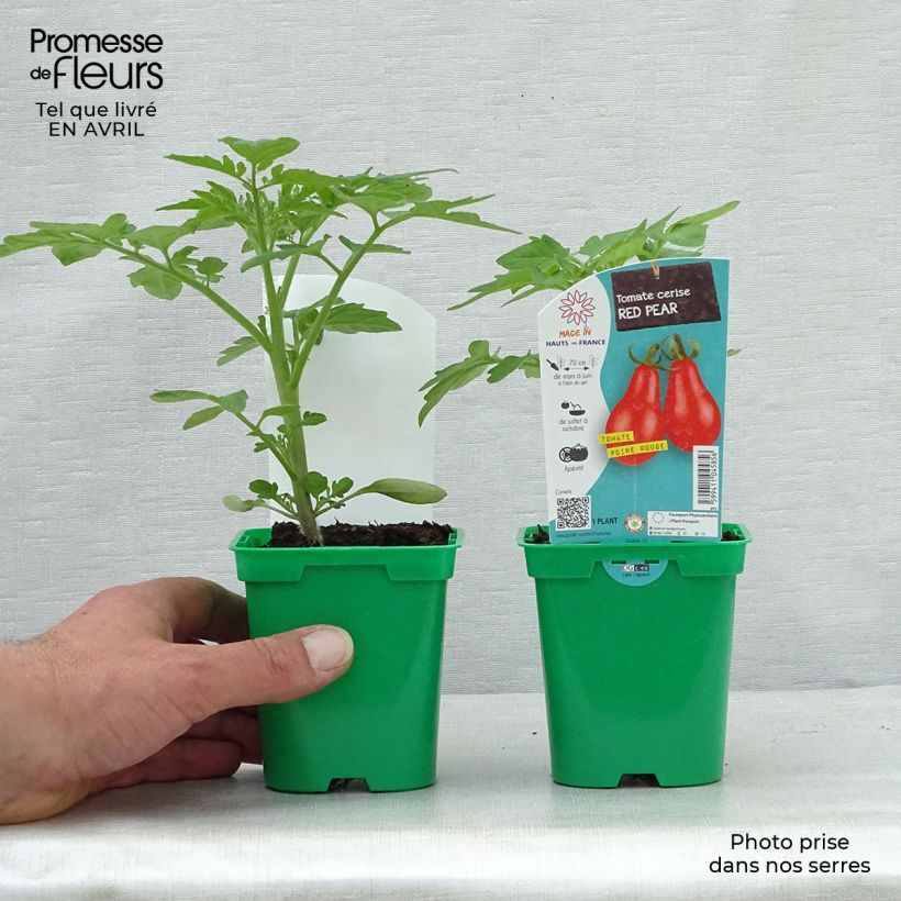 Tomate cherri Poire Rouge (planta) Maceta de 10 cm/11 cm Ejemplar entregado en la primavera
