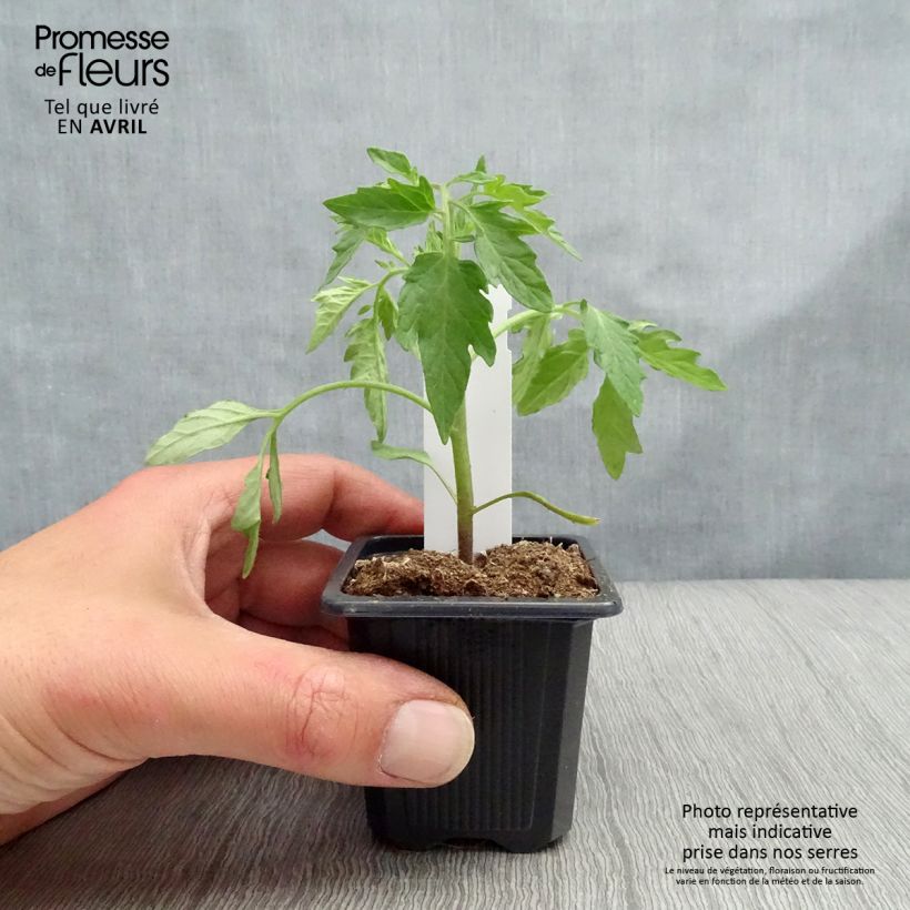 Tomate cherri Premio (planta) Maceta de 7/8 cm Ejemplar entregado en la primavera