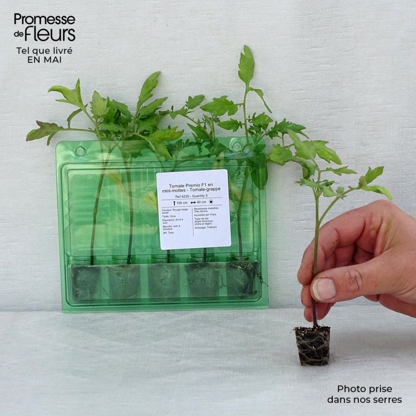 Tomate cherri Premio (planta) minicepellón: Ø 3/4 cm Ejemplar entregado en la primavera