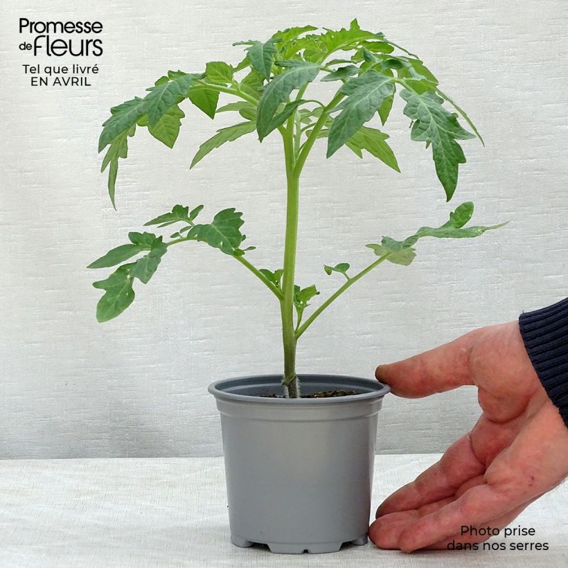 Tomate Previa (planta interjada) Maceta de 8/9 cm Ejemplar entregado en la primavera