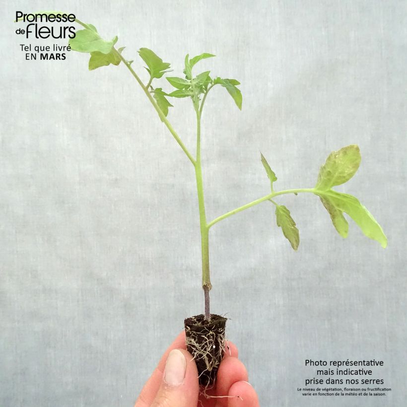 Tomate Previa (planta interjada) minicepellón: Ø 1,5/2,5 cm Ejemplar entregado en la primavera
