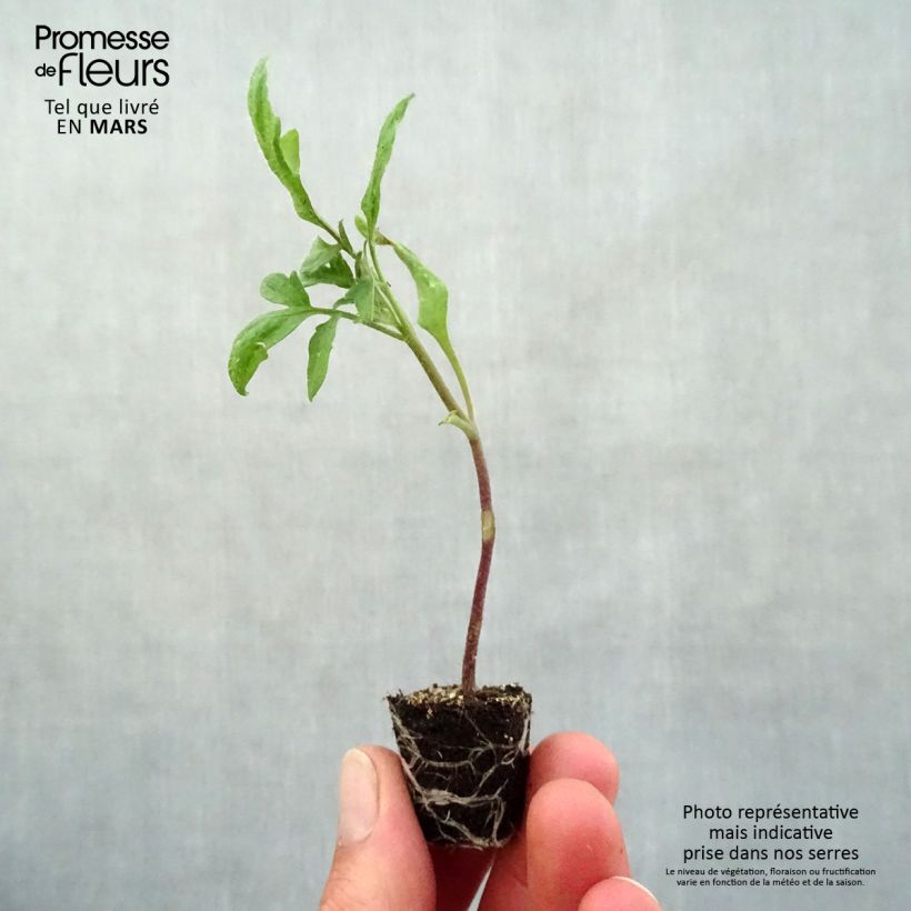 Tomate Prune noire minicepellón: Ø 3/4 cm Ejemplar entregado en la primavera