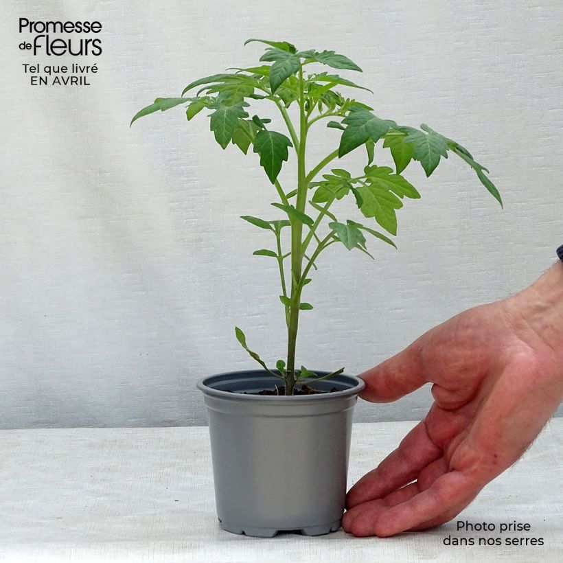 Tomate Prune noire Maceta de 8/9 cm Ejemplar entregado en la primavera