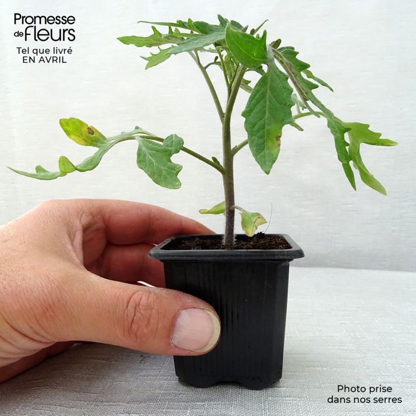 Tomate Pyros (planta) Maceta de 7/8 cm Ejemplar entregado en la primavera