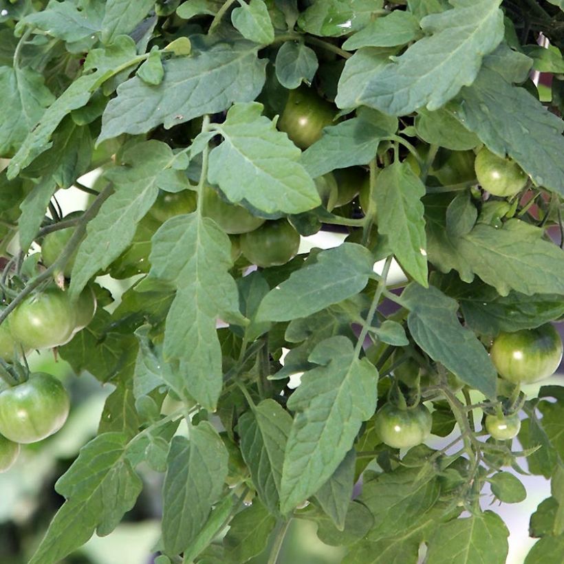 Tomate cherri Red Profusion F1 (Follaje)