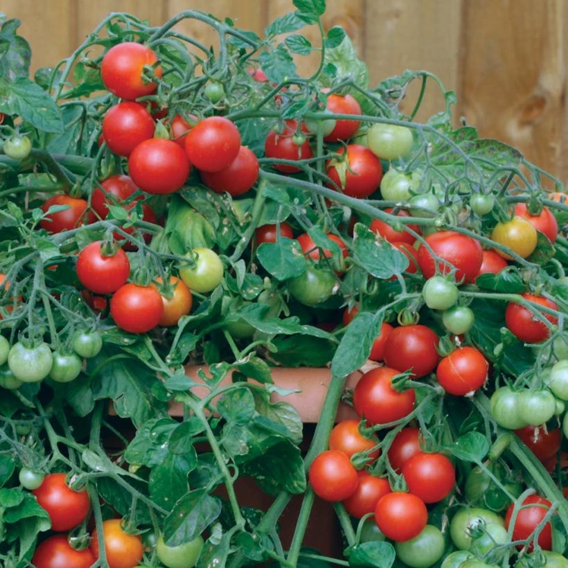 Tomate cherri Red Profusion F1 (Cosecha)