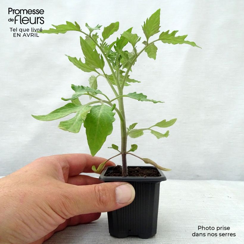 Tomate Roma Maceta de 7/8 cm Ejemplar entregado en la primavera