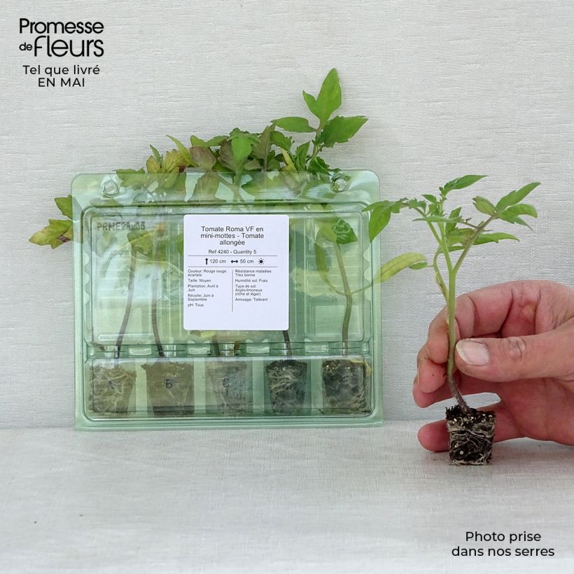 Tomate Roma minicepellón: Ø 3/4 cm Ejemplar entregado en la primavera