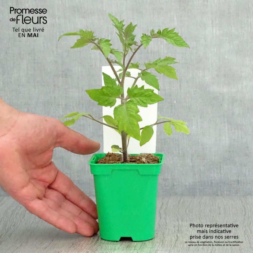 Tomate Roma Maceta de 10 cm/11 cm Ejemplar entregado en la primavera