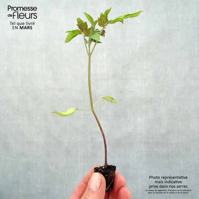 Tomate Rose de Berne (planta) minicepellón: Ø 3/4 cm Ejemplar entregado en la primavera