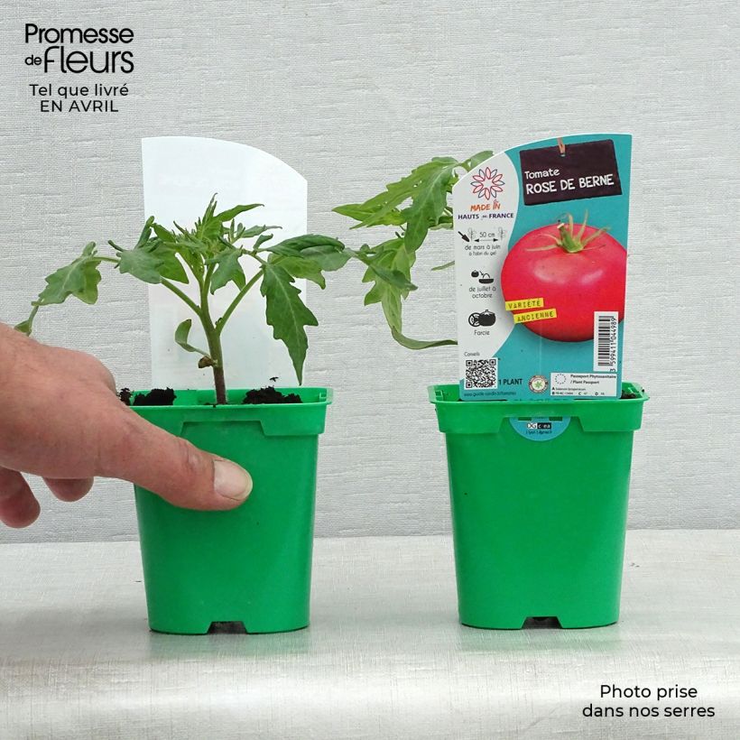Tomate Rose de Berne (planta) Maceta de 10 cm/11 cm Ejemplar entregado en la primavera