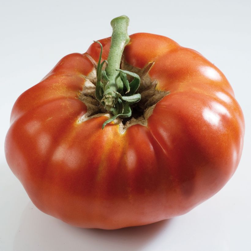 Tomate Russe rouge (planta) (Cosecha)