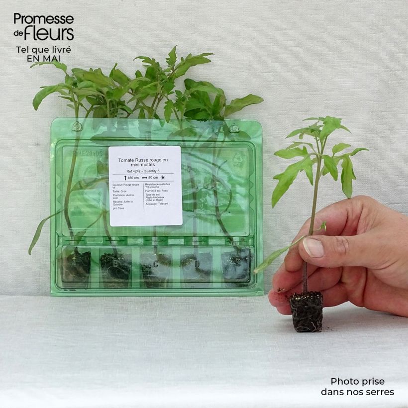 Tomate Russe rouge (planta) minicepellón: Ø 3/4 cm Ejemplar entregado en la primavera