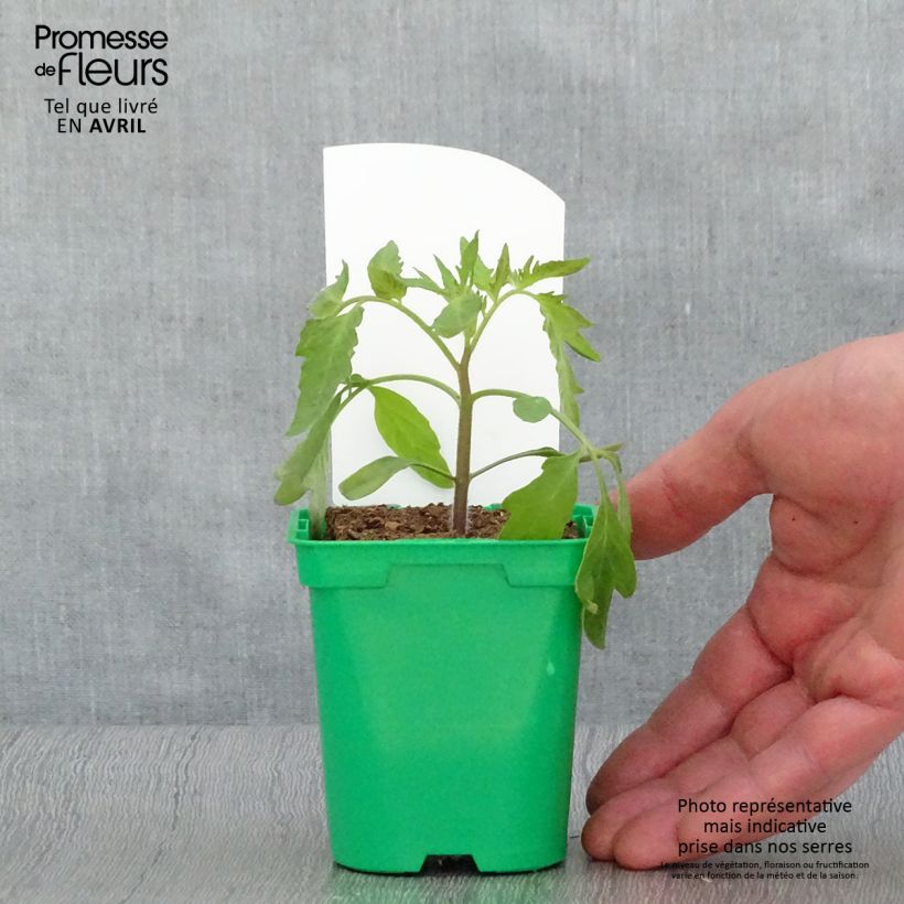 Tomate Russe rouge (planta) Maceta de 10 cm/11 cm Ejemplar entregado en la primavera