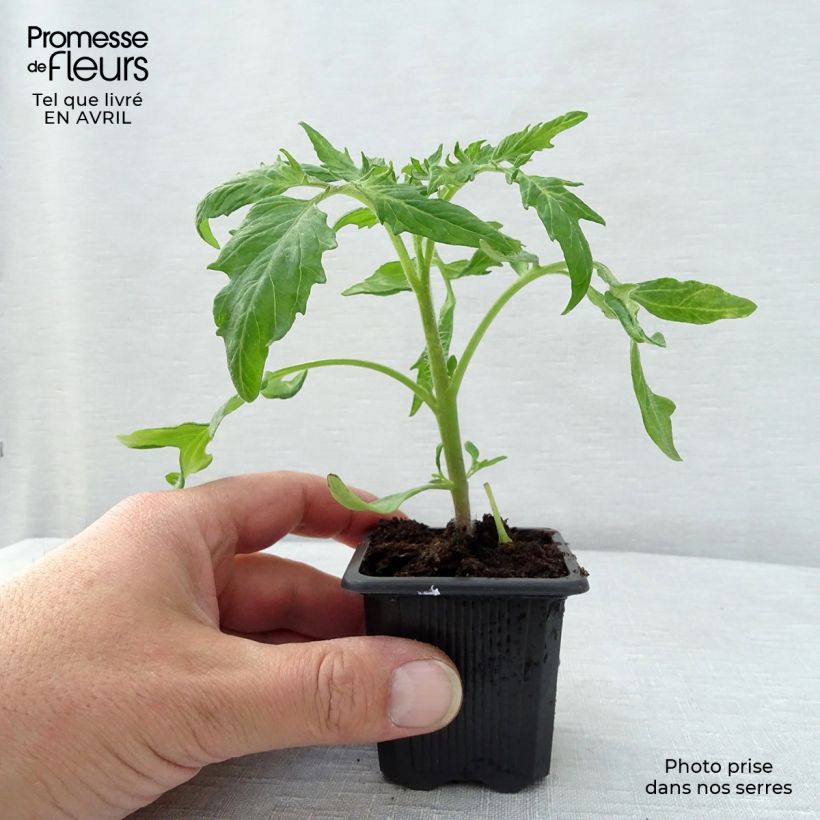 Tomate Saint-Pierre (planta) Maceta de 7/8 cm Ejemplar entregado en la primavera