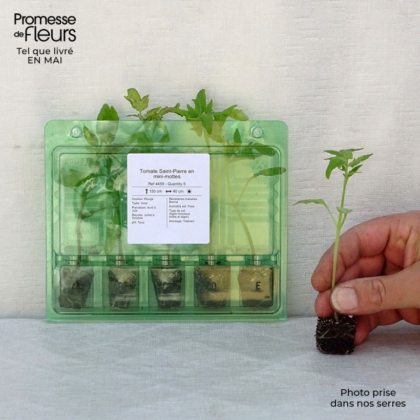 Tomate Saint-Pierre (planta) minicepellón: Ø 3/4 cm Ejemplar entregado en la primavera