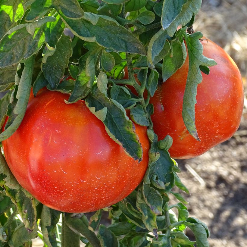 Tomate Supersteak (Cosecha)