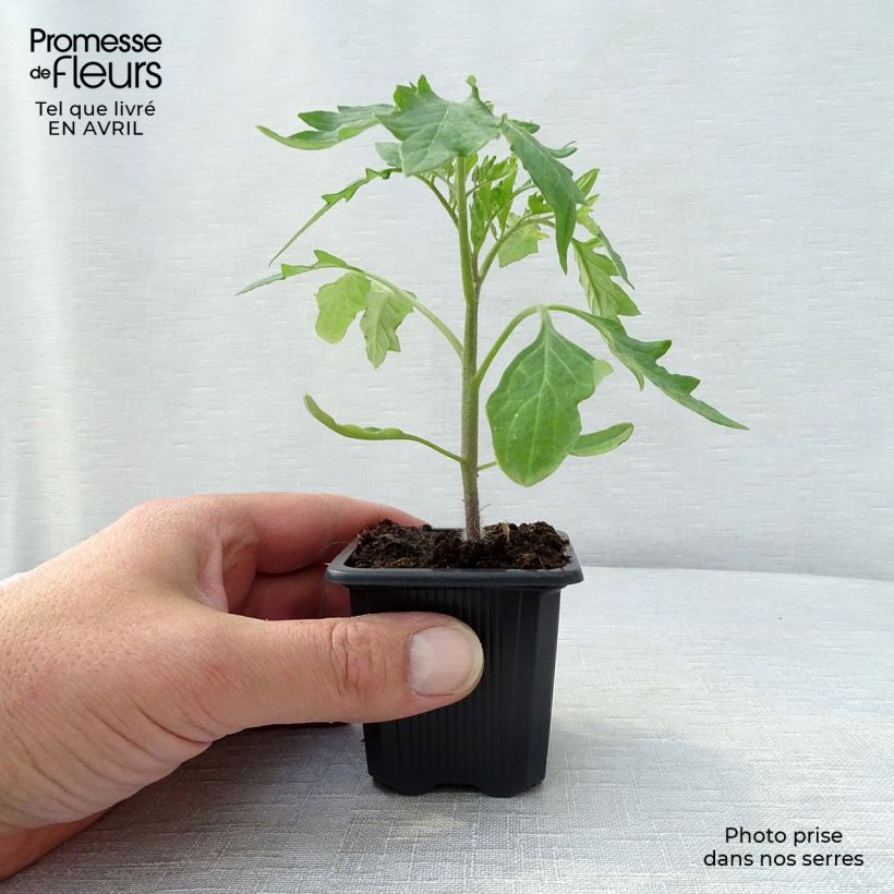 Tomate Supersteak F1 Maceta de 7/8 cm Ejemplar entregado en la primavera