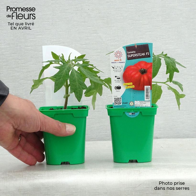 Tomate Supersteak F1 Maceta de 10 cm/11 cm Ejemplar entregado en la primavera