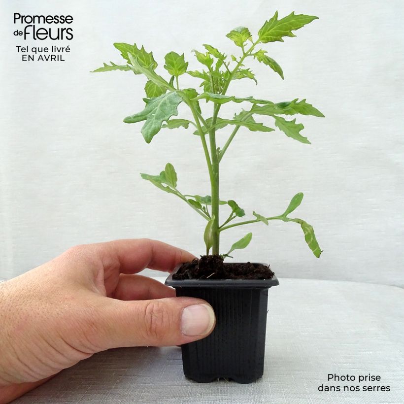Tomate cherri Supersweet 100 (planta) Maceta de 7/8 cm Ejemplar entregado en la primavera